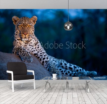 Bild på Leopard in their natural habitat - captured in the Greater Kruger National Park South Africa